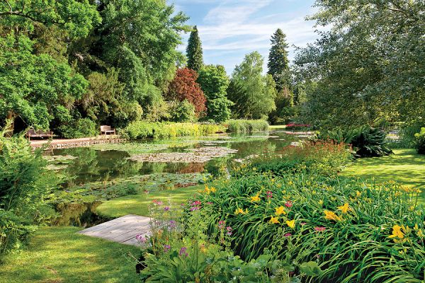 Nad wodą zwiesza się turzyca sztywna.