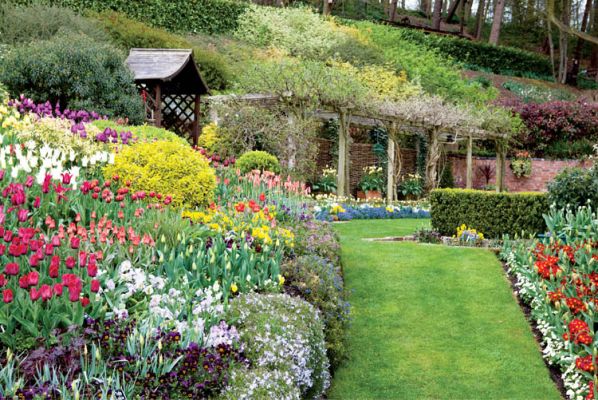 Tulipany w Little Larford rosną na grządkach i na pagórkach. Granice wyznaczają niewielkie żywopłoty.