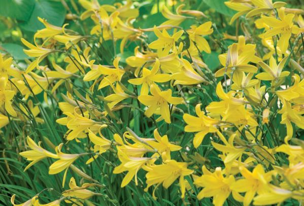 Liliowiec – piękność dnia