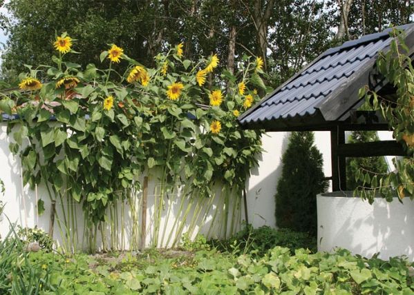 Trudno o bardziej sielski widok niż złote słoneczniki przy starej studni.