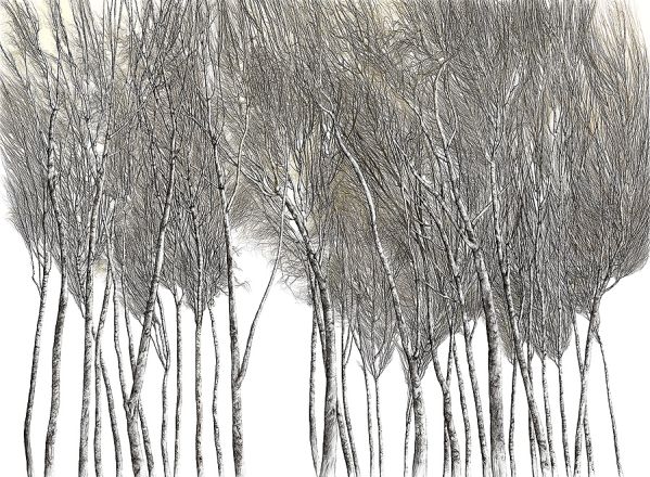 Brzozy , 2008 r. Miedzy drzewami Wiesława Szamockiego