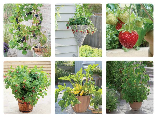 Grządka w wersji mini