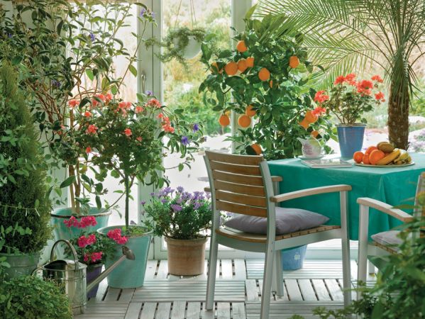 Drzewko cytrusowe w ogrodzie zimowym.