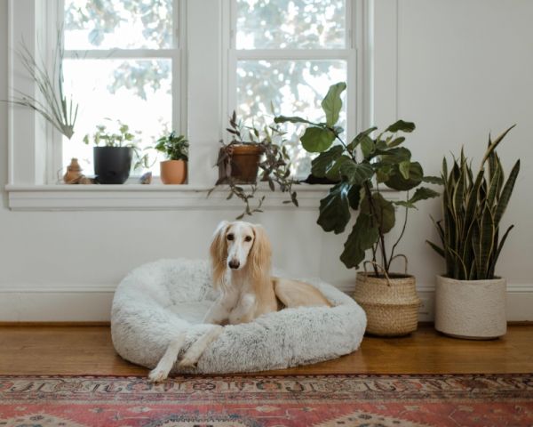 kwiaty doniczkowe na parapet