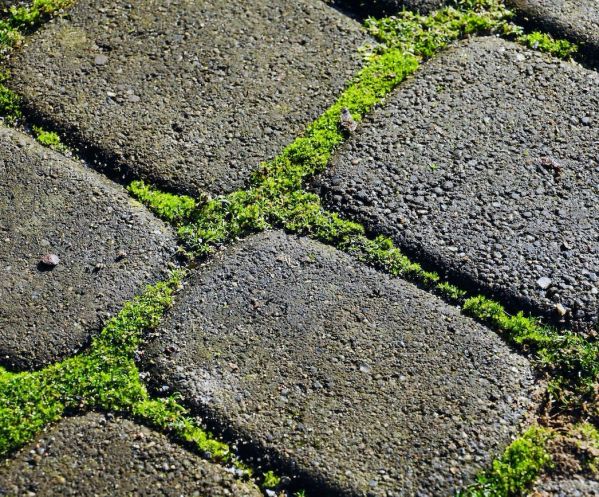 jak zwalczać chwasty bez użycia glifosatu