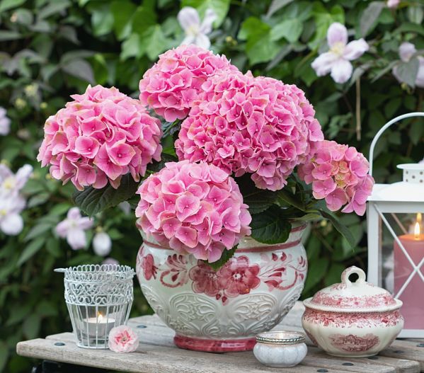hortensja dekoracje do domu i ogrodu