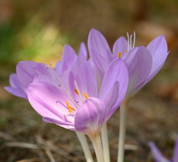 zimowit jesienny sadzenie pielęgnacja i kwitnienie