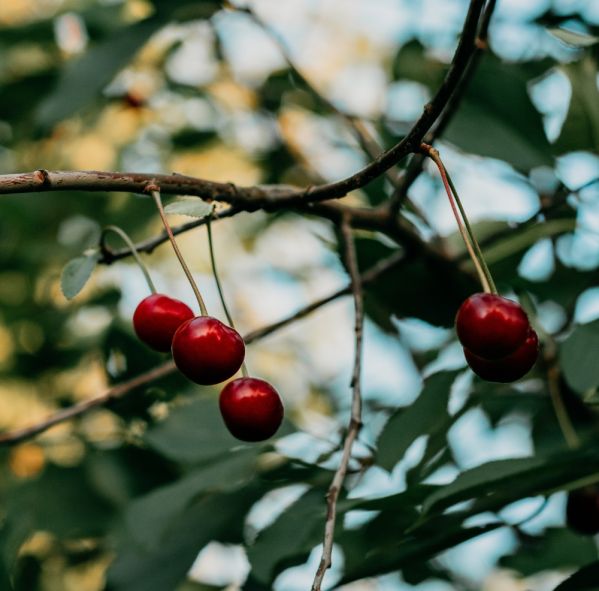jak przez cały rok dbać o drzewka owocowe poradnik ogrodnika