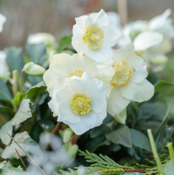 rośliny kwitnące zimą