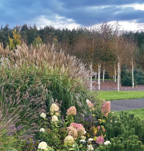 ogród z brzozowym zagajnikiem