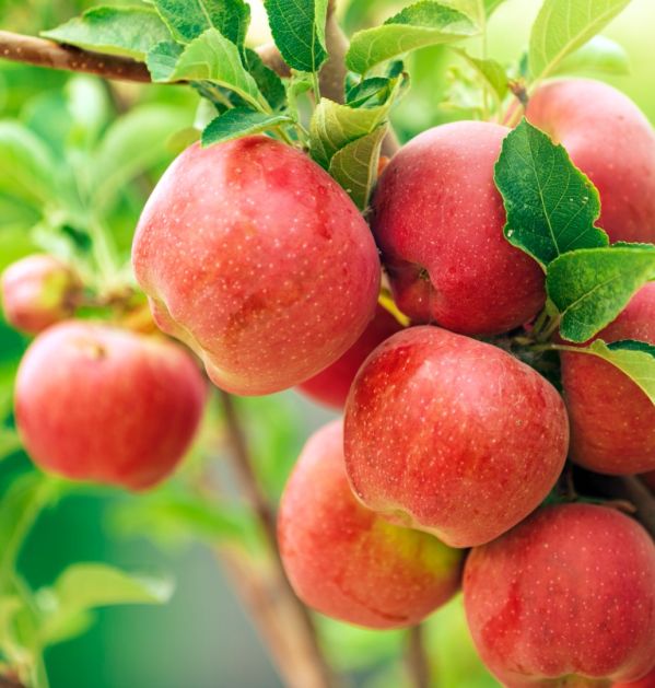 jakie zalety ma jabłoń antonówka