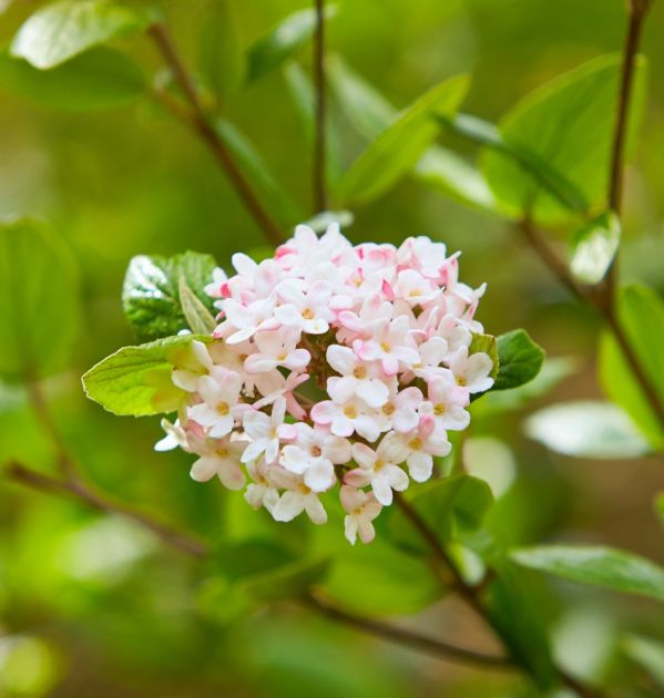 kalina wonna kwitnie pierwsza