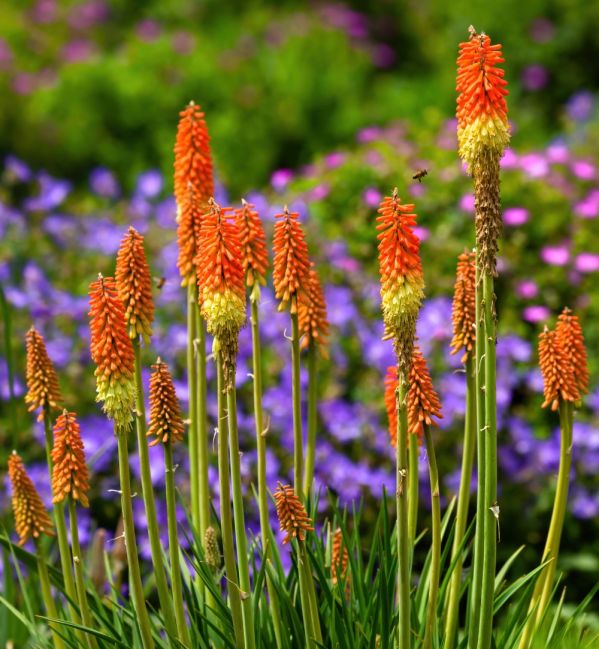 jak uprawiać trytomę w ogrodzie