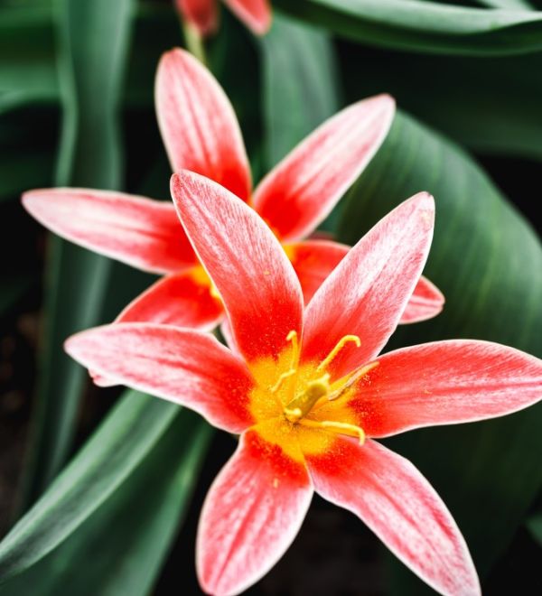 kiedy kwitną pierwsze tulipany