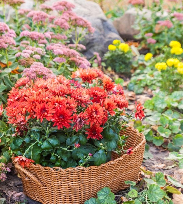 byliny kwitnące jesienią