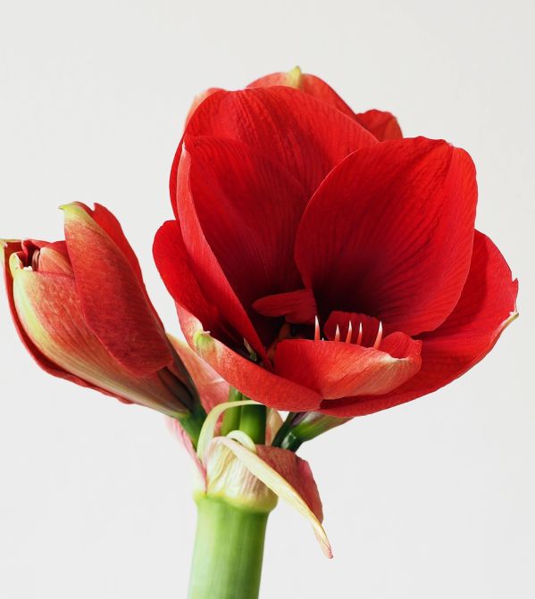 amarylis – jak go uprawiać i pielęgnować