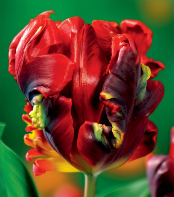 Cebulki kwiatowe to idealny sposób na piękne kwiaty w ogrodzie