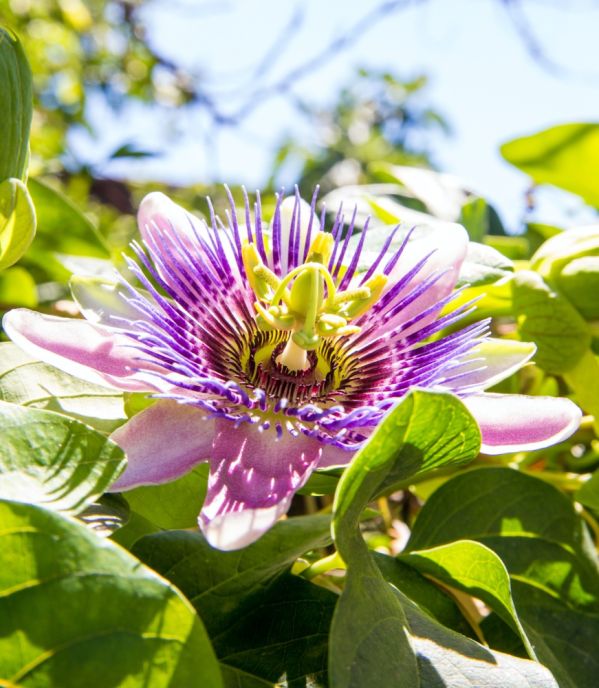 passiflora męczennica