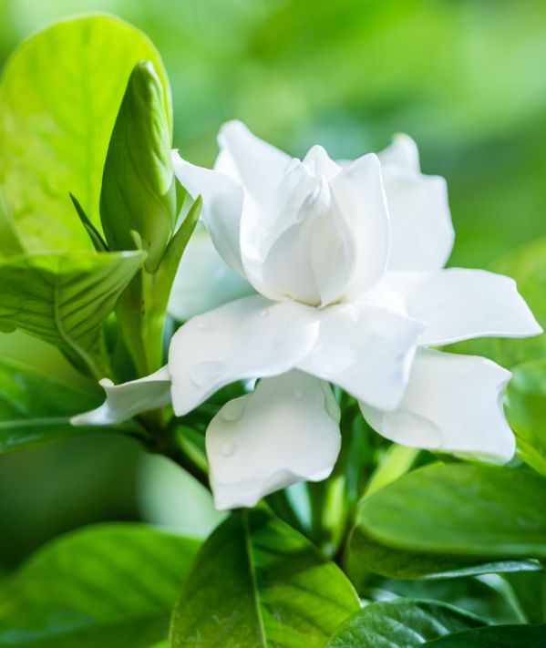 gardenia