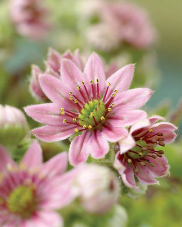 Na skałach, a nawet na dachach – rozchodnik rośnie w najbardziej niegościnnych miejscach.