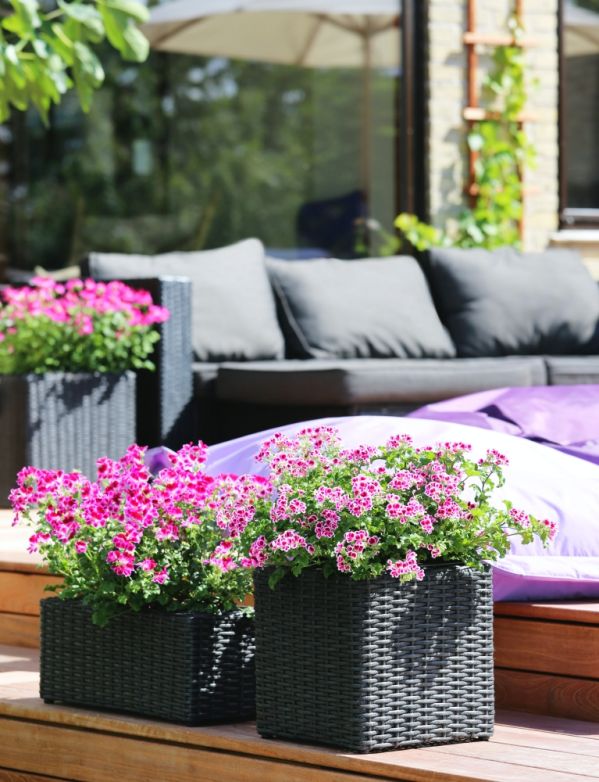 Kwiaty na taras