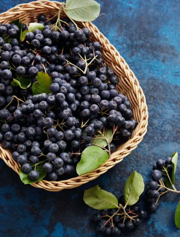 aronia właściwości uprawa i przepisy