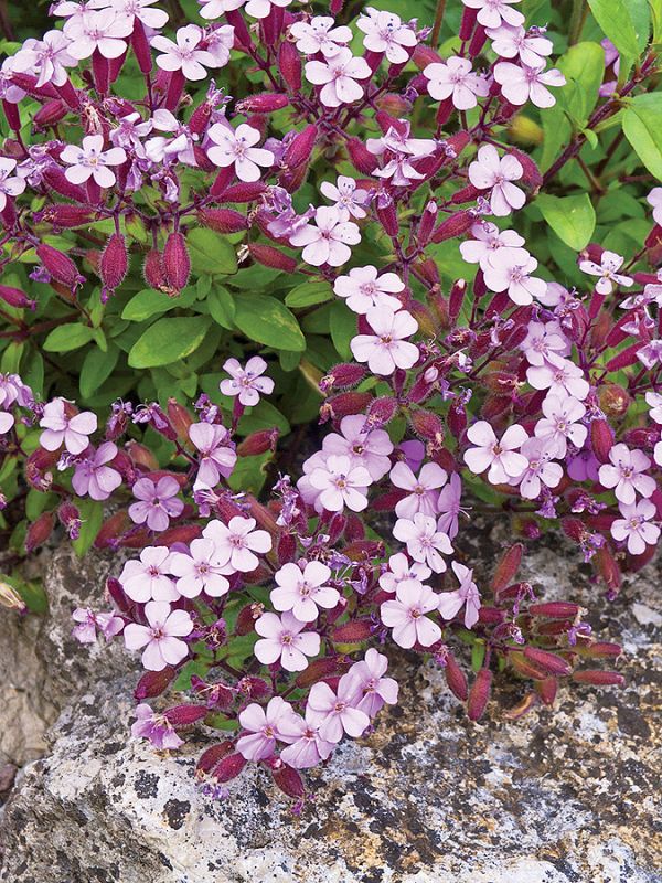 Mydlnice pachnące migdałami