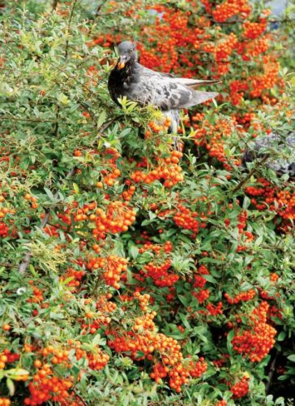 Jarzębina cała w koralach. Jarzębina cała w koralach