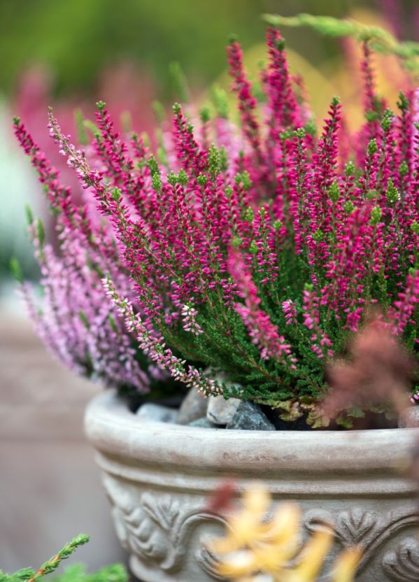 wrzosy w domu na balkonie i w ogrodzie