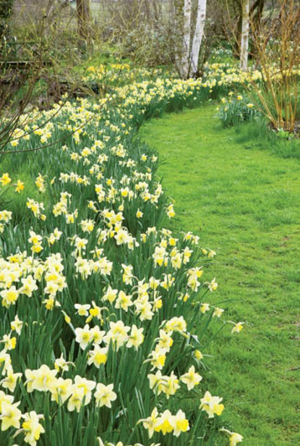 Bladożółte żonkile ładnie wyglądają na tle zielonej murawy i białej kory brzóz.