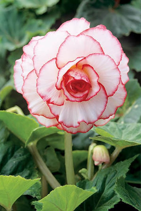 Begonia Mardi Gras. Begonia - królowa zimy