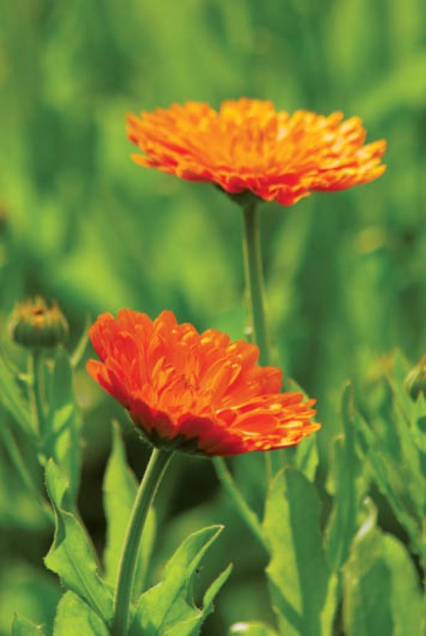 Do celów leczniczych używa się płatków tylko pomarańczowych nagietków.