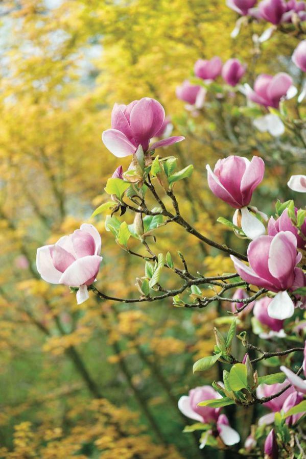 krzewy kwitnące wiosną