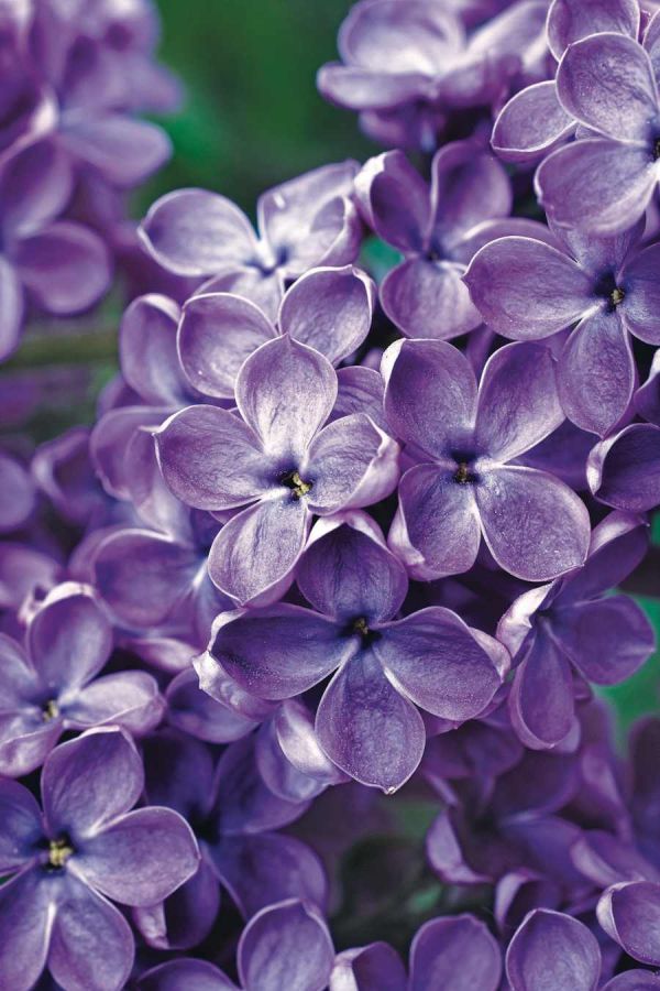 kwiaty pachnące do ogrodu