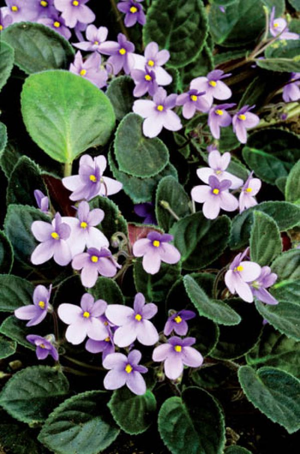 Dzikie fiołki afrykańskie, które można spotkać w Tanzanii, jak sugeruje nazwa, są koloru fiołkowego.