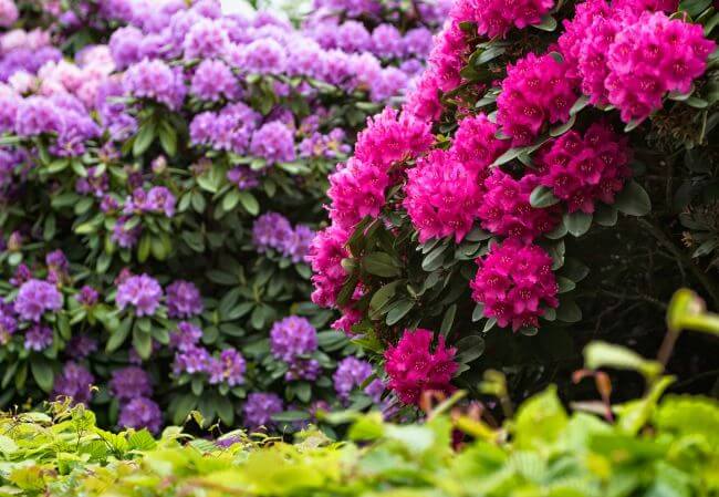 rododendron