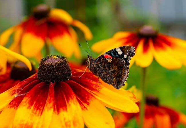 rudbekia