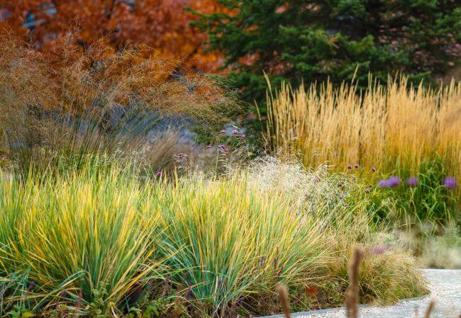 rozplenica japońska