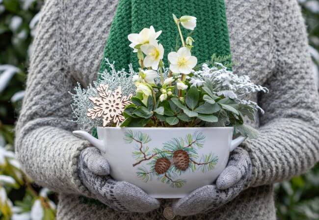 rośliny kwitnące zimą