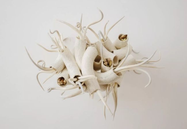 Twór w witrynie Stowarzyszenie Sztuki Użytkowej TWÓR