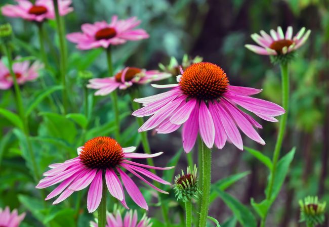 jeżówka echinacea