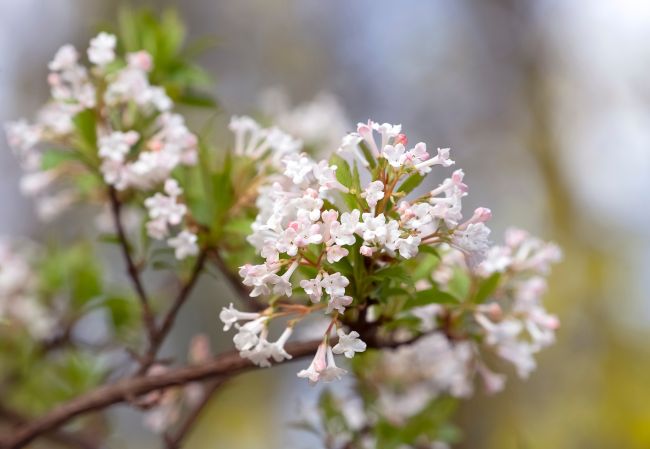 kalina wonna kwitnie pierwsza