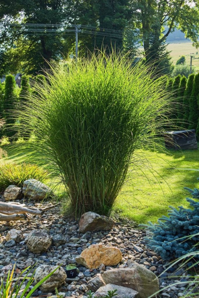 miskant chiński uprawa