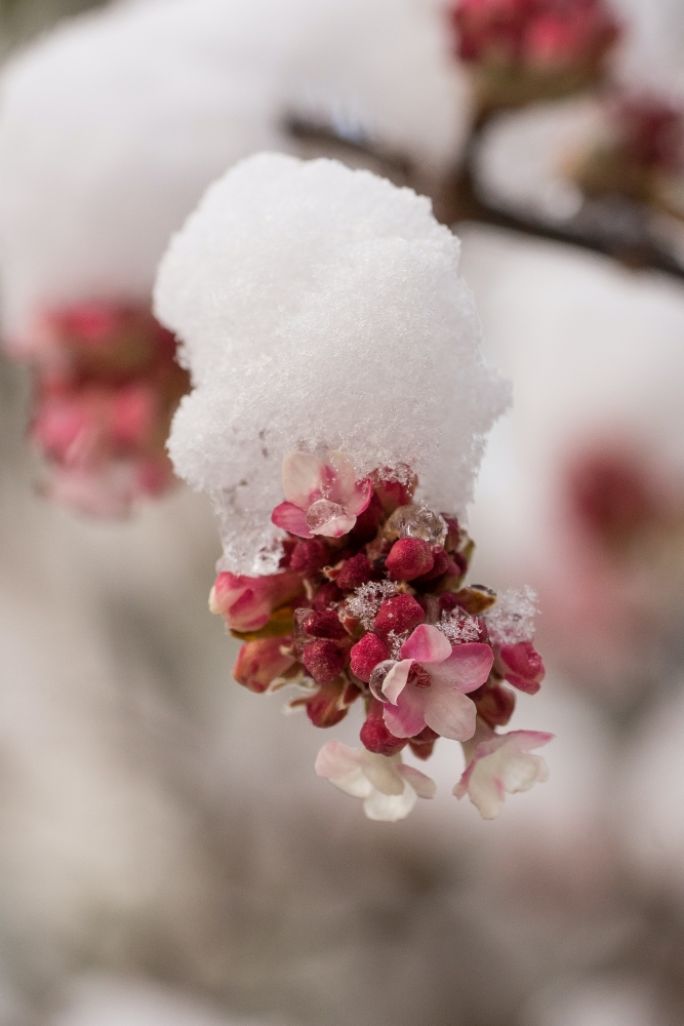 co kwitnie zimą w ogrodzie