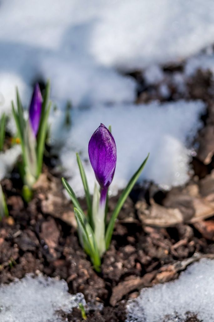 co kwitnie w lutym w ogrodzie