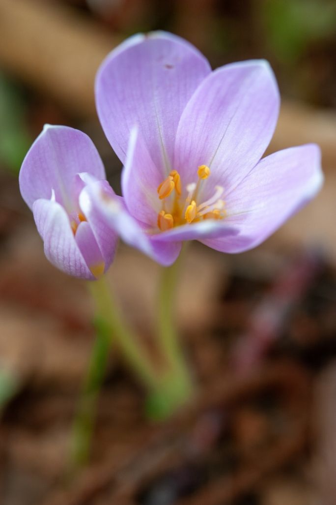 zimowit jesienny uprawa