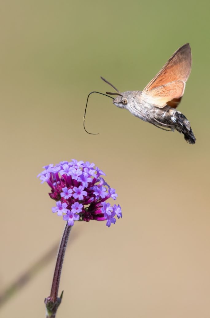 werbena patagońska przyciąga motyle i pszczoły