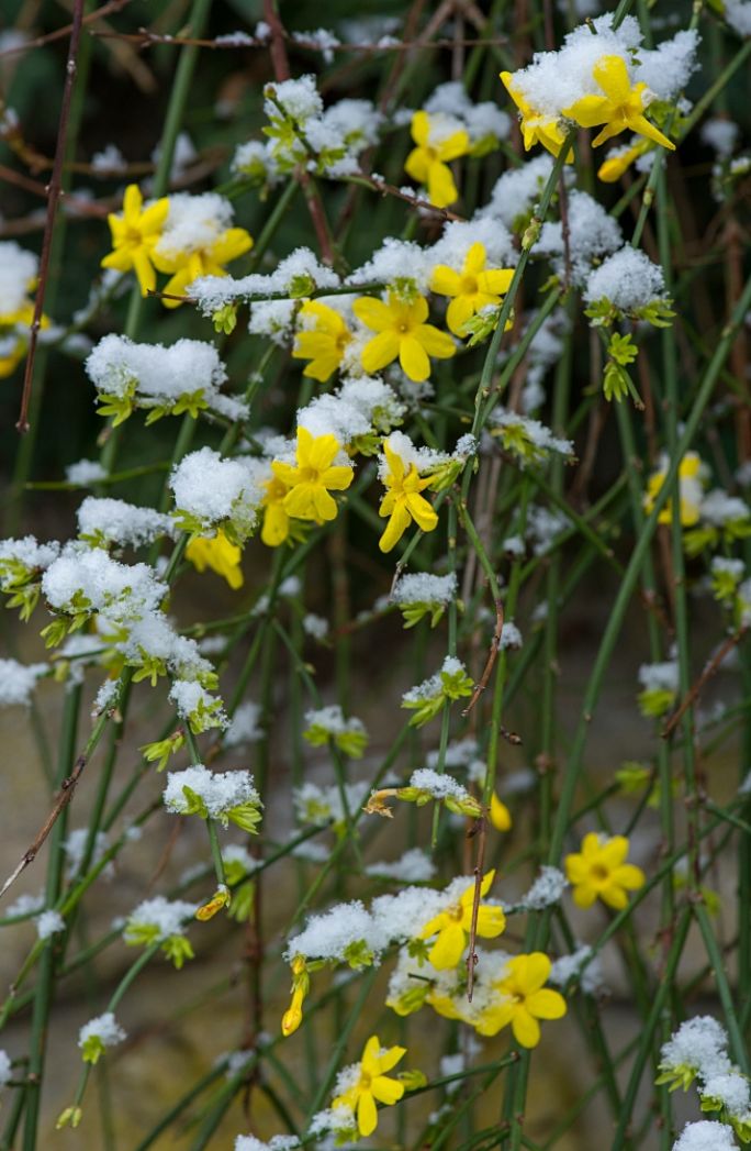 co kwitnie w styczniu w ogrodzie