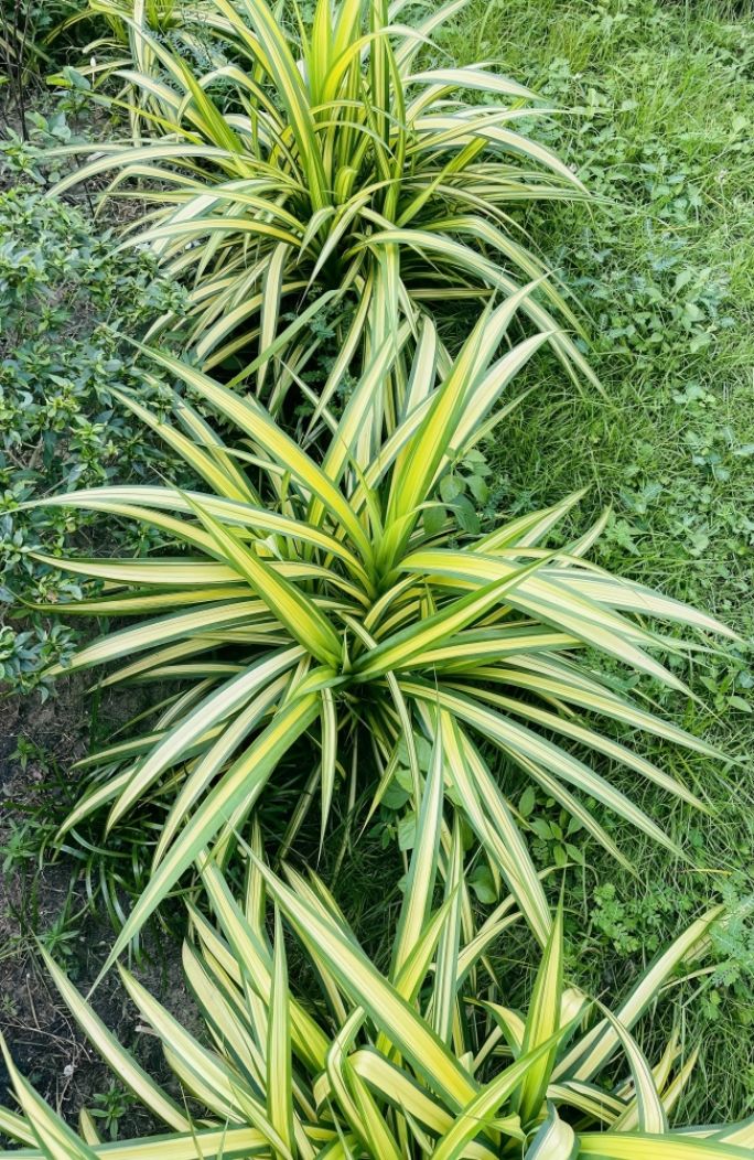 turzyca uprawa w ogrodzie