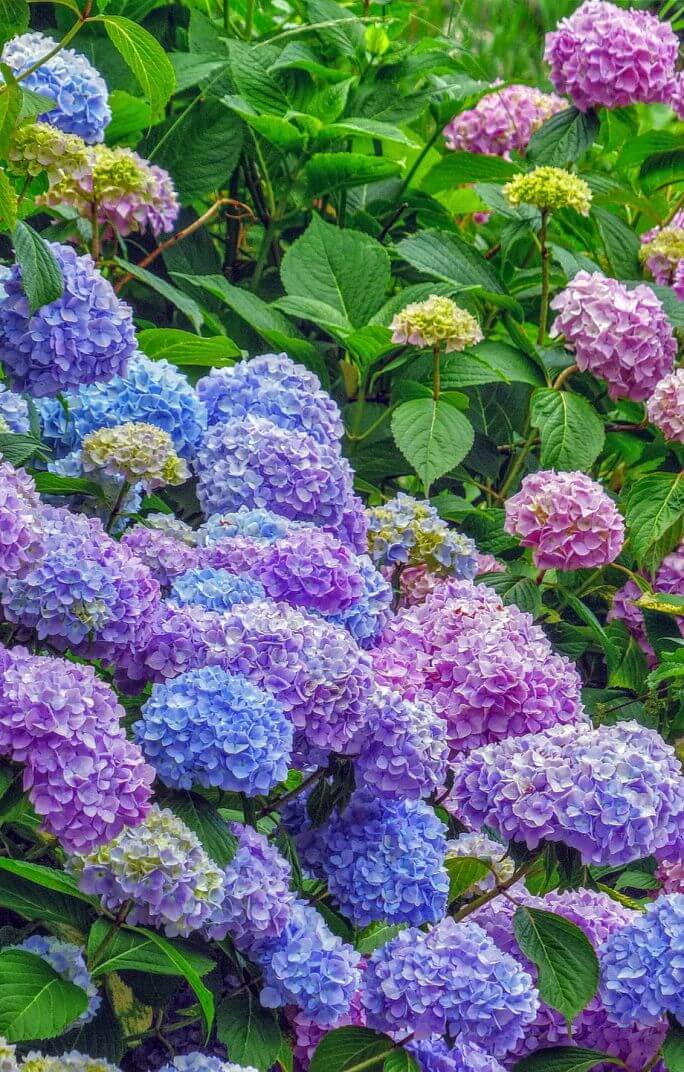 kiedy kwitną hortensje